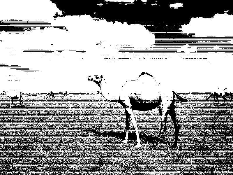 dithered camel