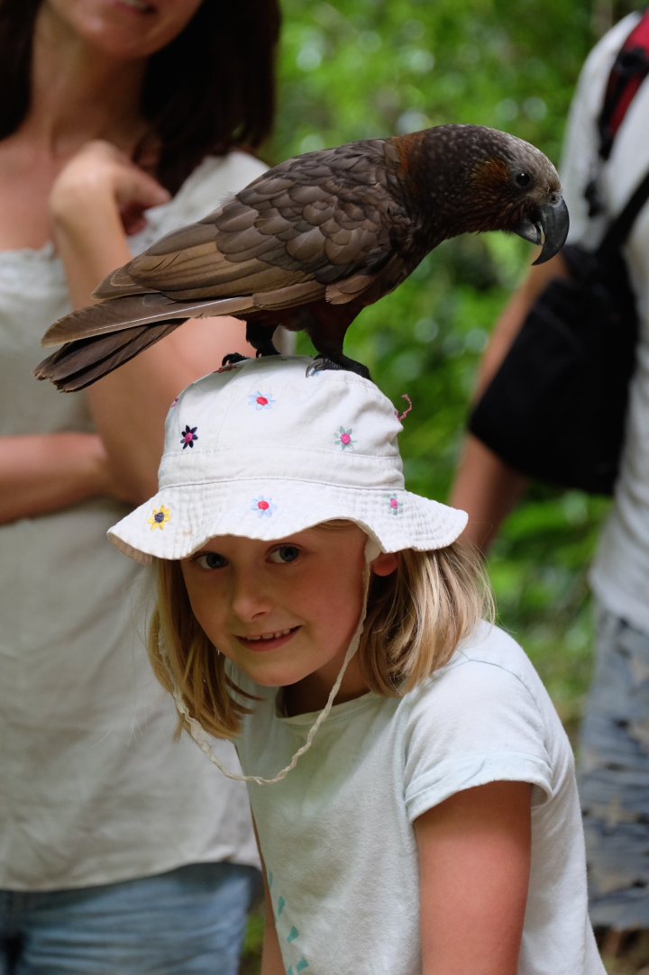 Bird standing on a young girls hat
