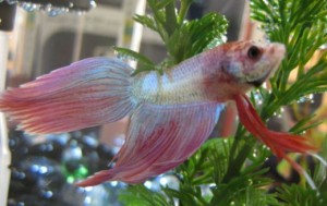 Betta Fish Care – How to Maximize the Lifespan of Your Betta