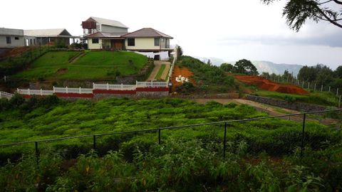 Lush view from the plot