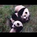 China Pandas 32
