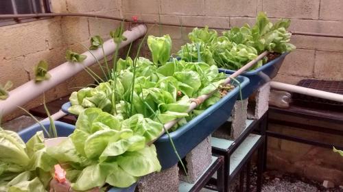 Educação ambiental em escola da capital mineira é um exemplo a ser seguido 2 undefined