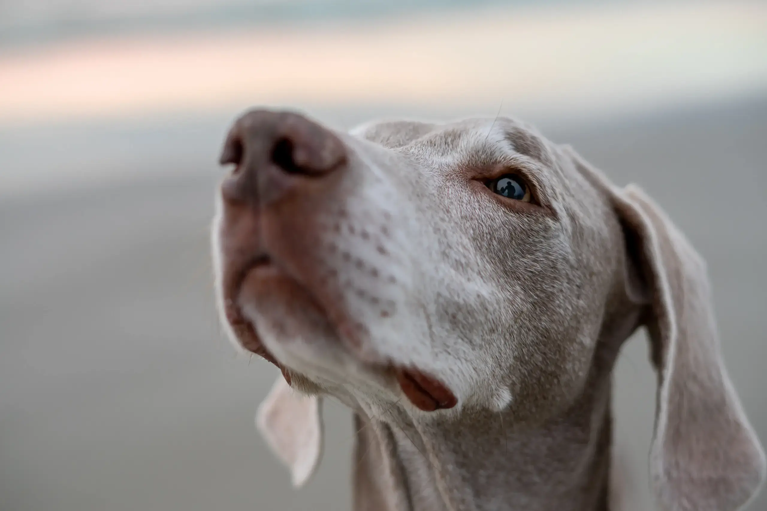 Grey Weimaraner face closeup with the beach in the background and the silhouette of the owner reflecting in her eye