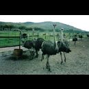 Cape Point ostriches 1