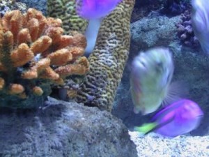 Want an Aquarium? - Differences Between Saltwater Fish and Freshwater Fish