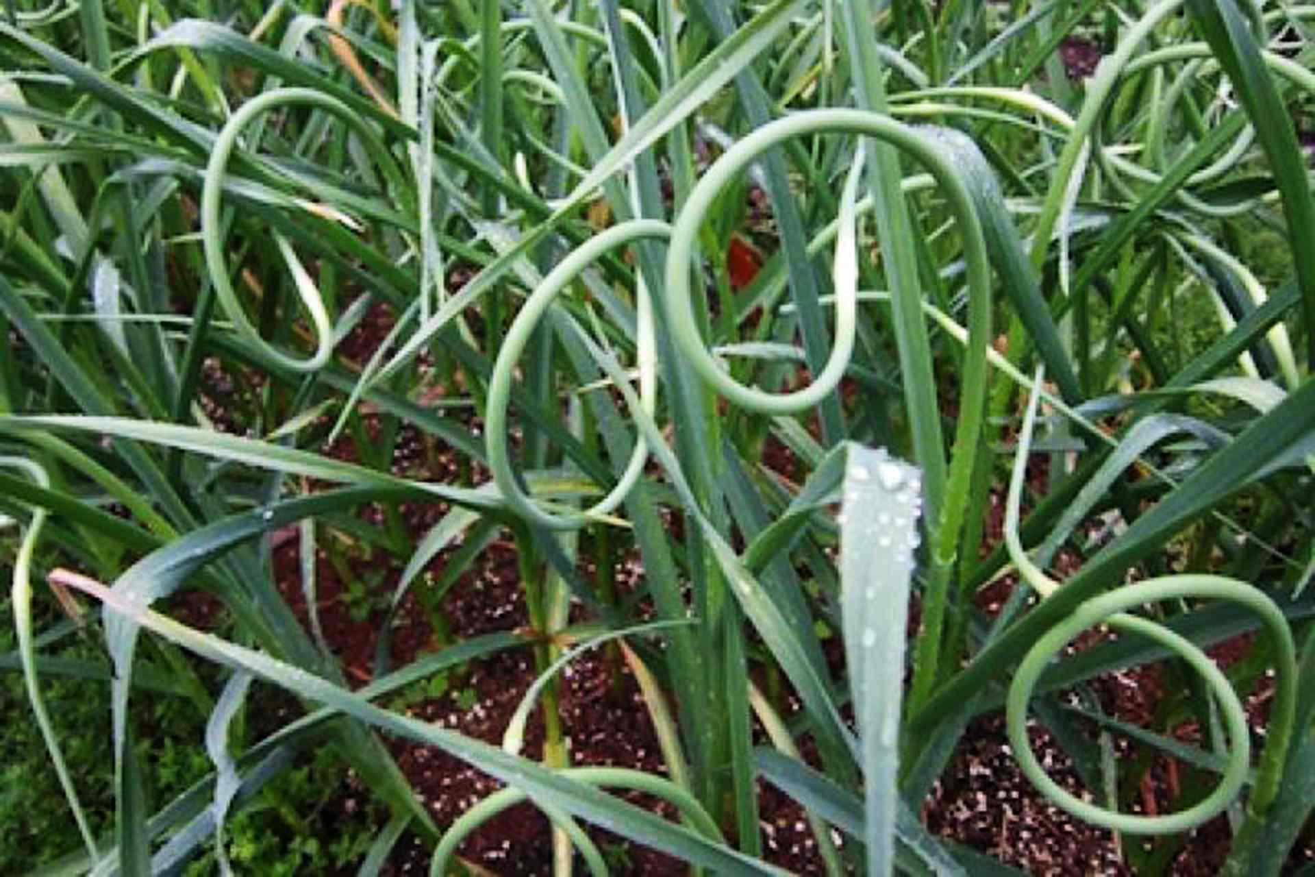 Garlic plant