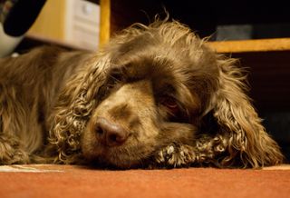 Bruno the Sussex Spaniel laying on a red rug with his chin resting on top of his left paw, looking away to the left of the photo.