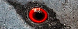 scary bird eye