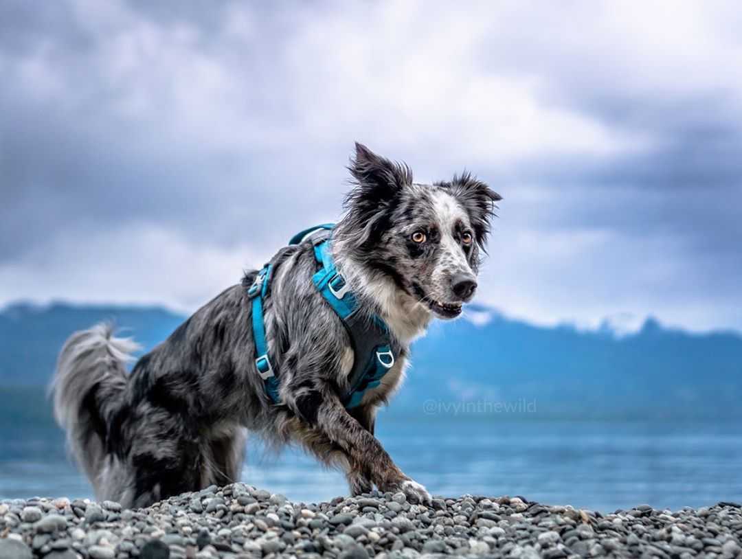 5 Reasons Your Dog Needs a Harness