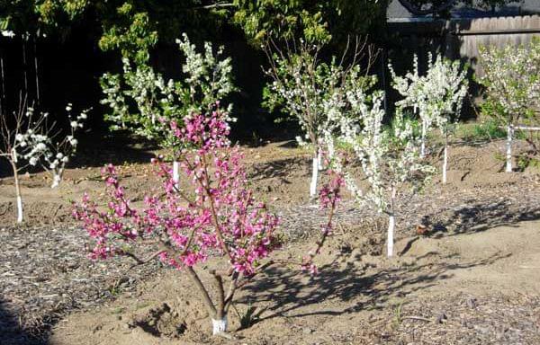Backyard Orchard Trees 2021