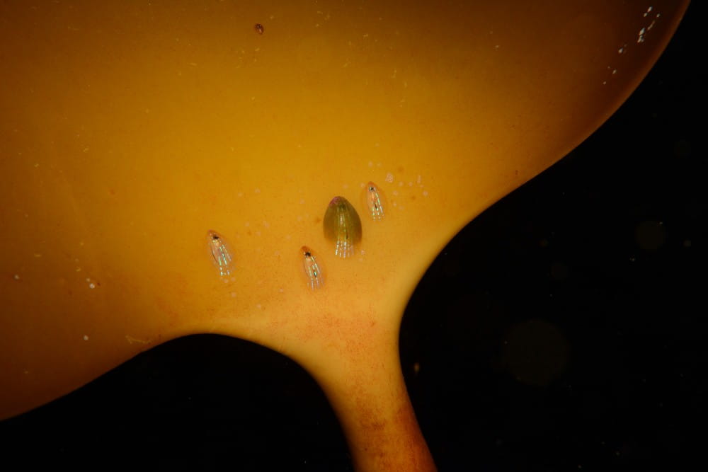 Closeup of the blue-rayed limpet <em>(Patella pellucida)</em> on a kelp frond