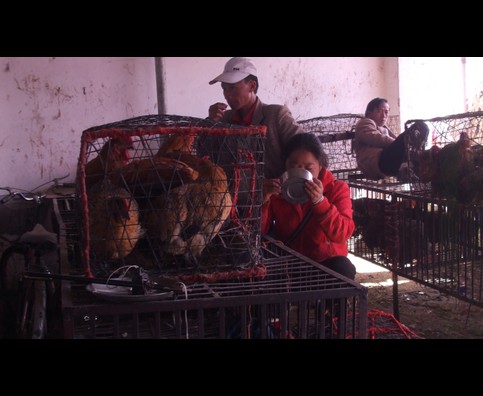 China Animal Markets 28