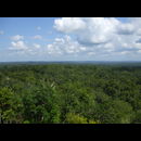 Guatemala Jungle 4
