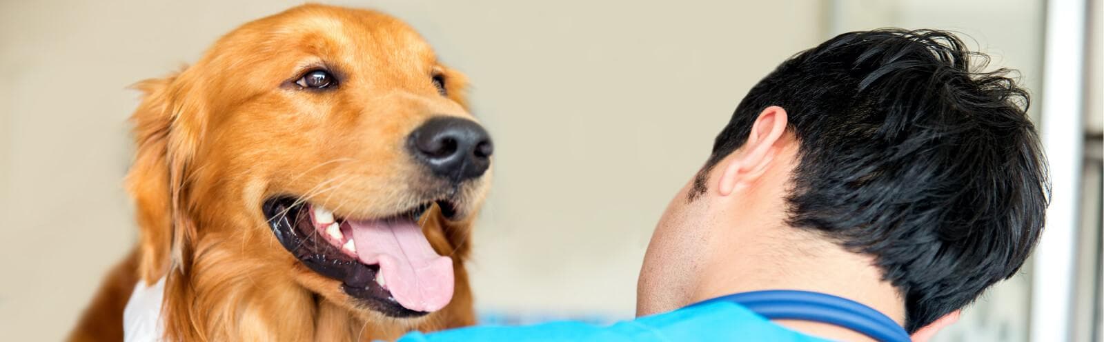 Veterinarian working on a dog