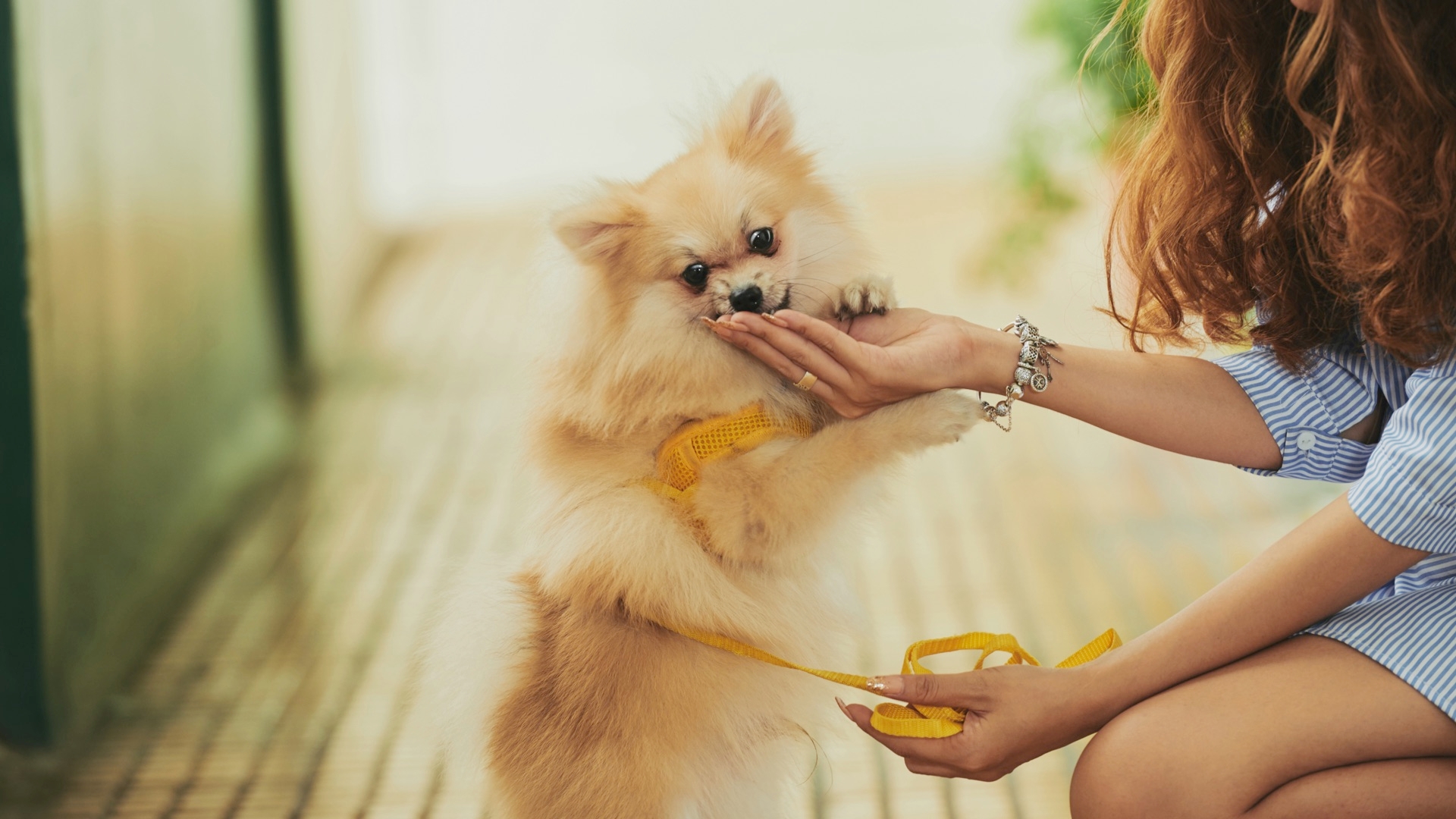 Positive Reinforcement, Training Your Dog Or Cat With Treats And Praise