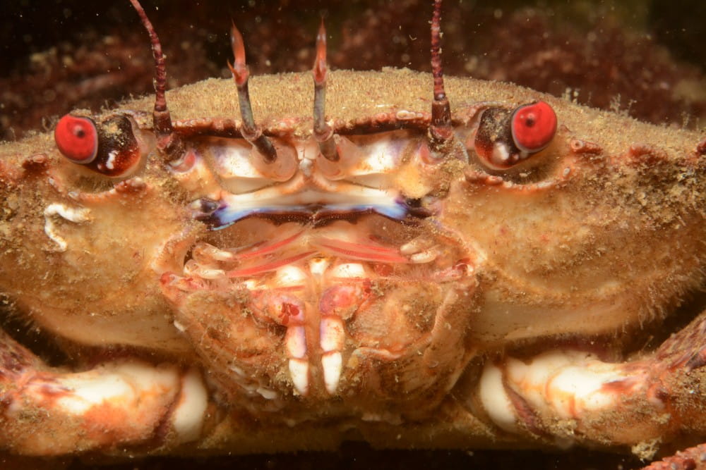 Closeup of the red eyes of a velvet swimming crab <em>(Necora puber)</em>