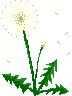 dandelion puff