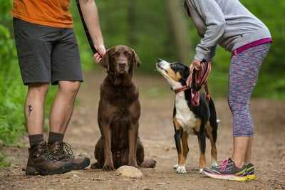 Why and How Positive Dog Training Works