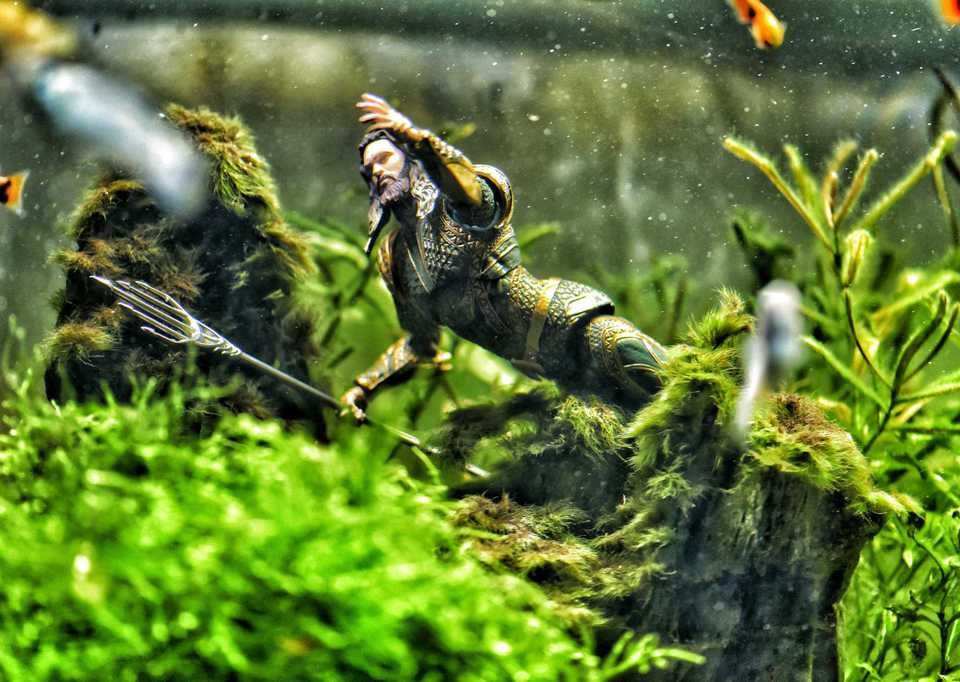 Aquaman In Fish Tank
