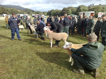 Moorcock Show