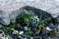 Dwarf Willow grows in the shelter of a stone