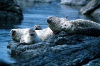 Common Seals.