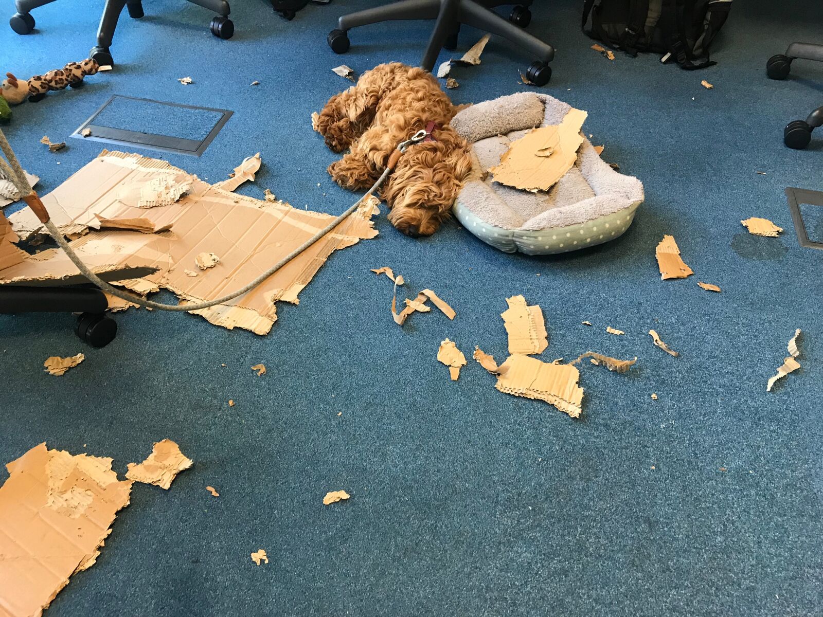 Photo of a dog