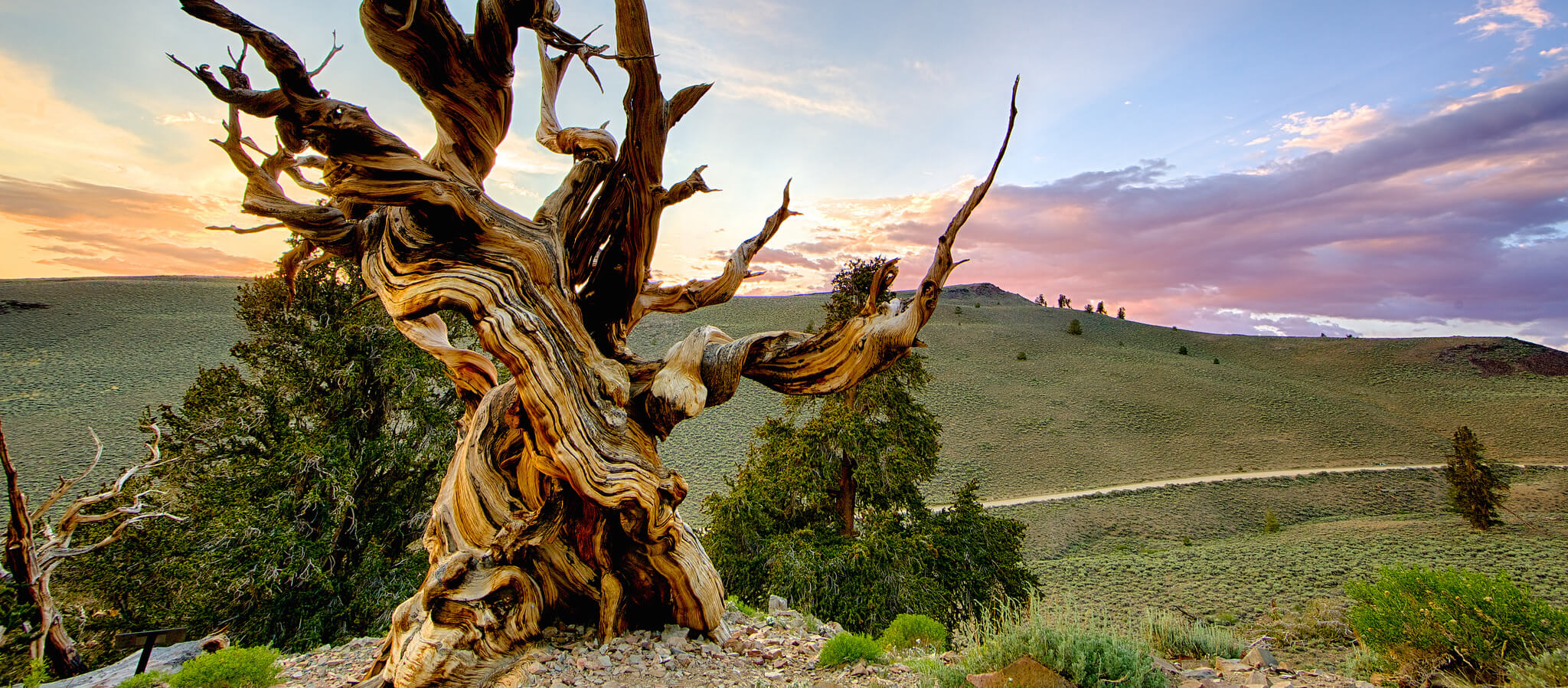 Bristlecone