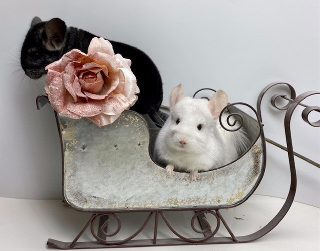 Two chinchillas in a toy sleigh
