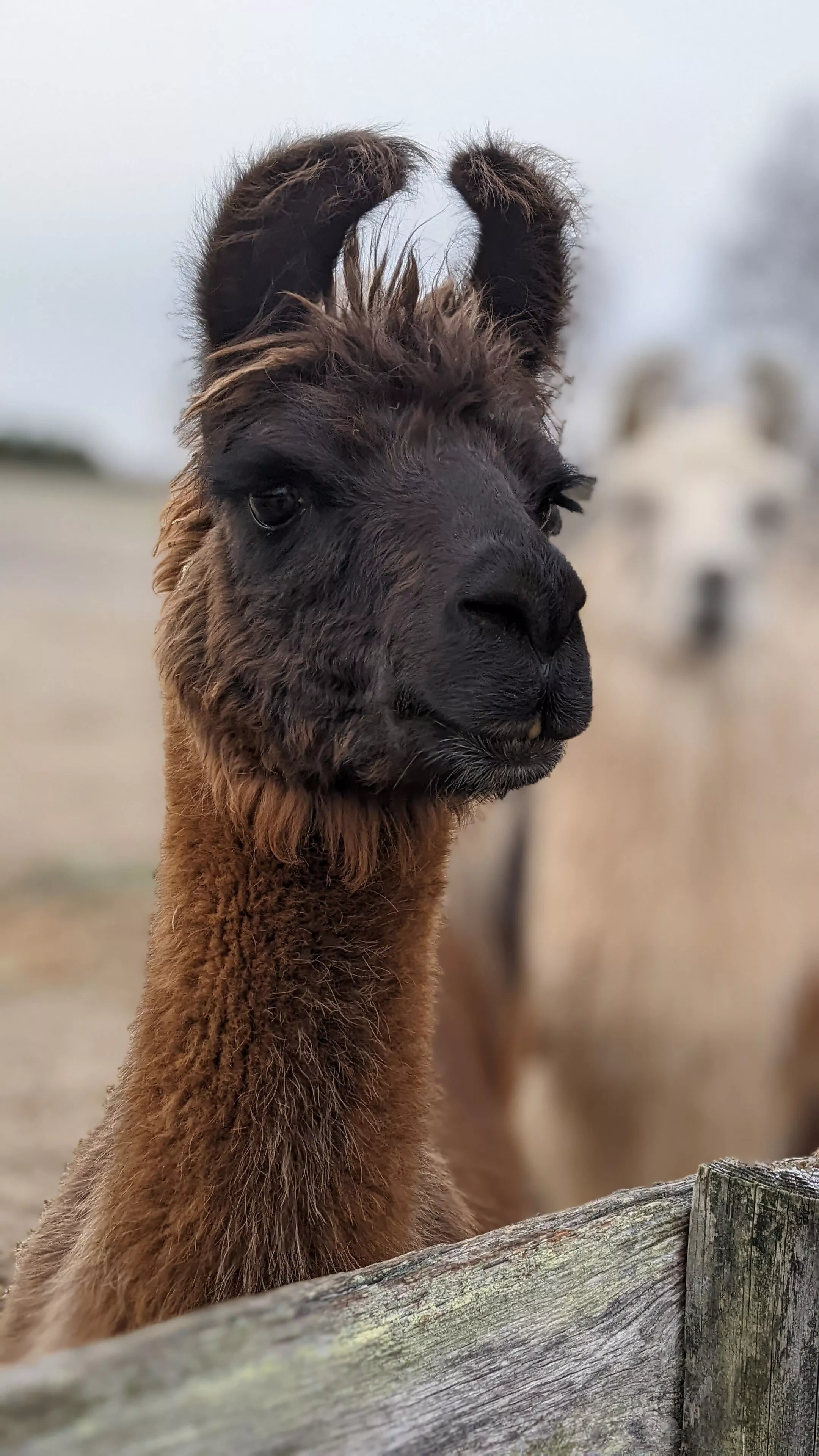 A portrait image of a llama named Source Code