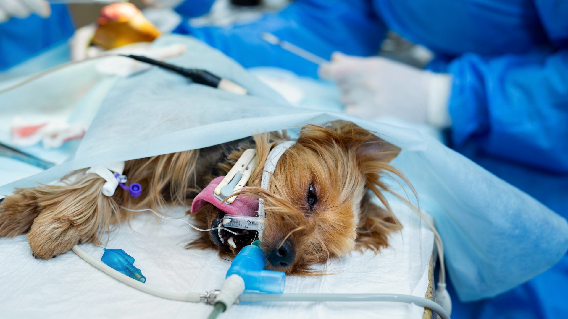 Spaying Or Neutering Your Dog