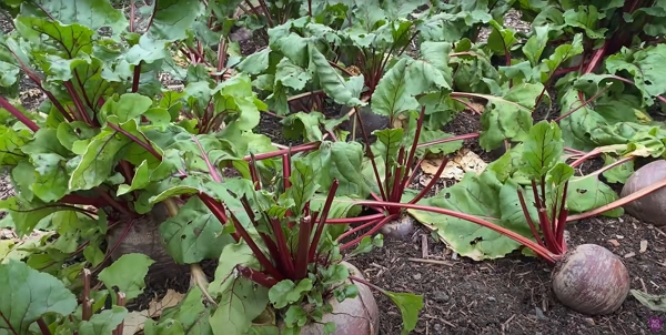 Beetroots with damaged leaves cause by deer