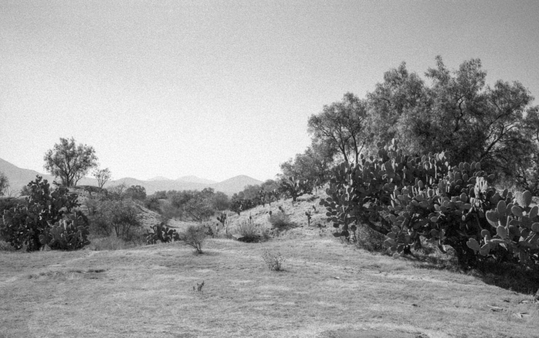 A desert landscape with many cacti