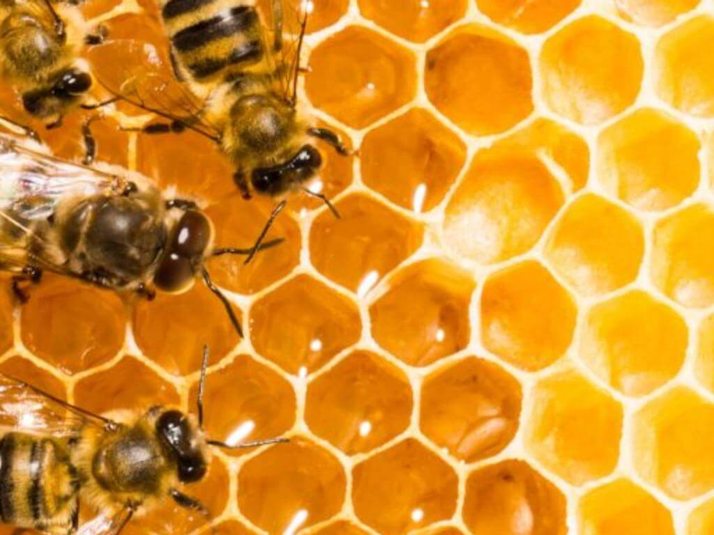 Honey workshop with The Urban Beehive 2022 | UpNext