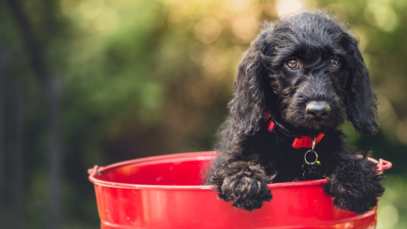Cute dog in a red bucket