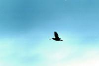 A Whimbrel in flight