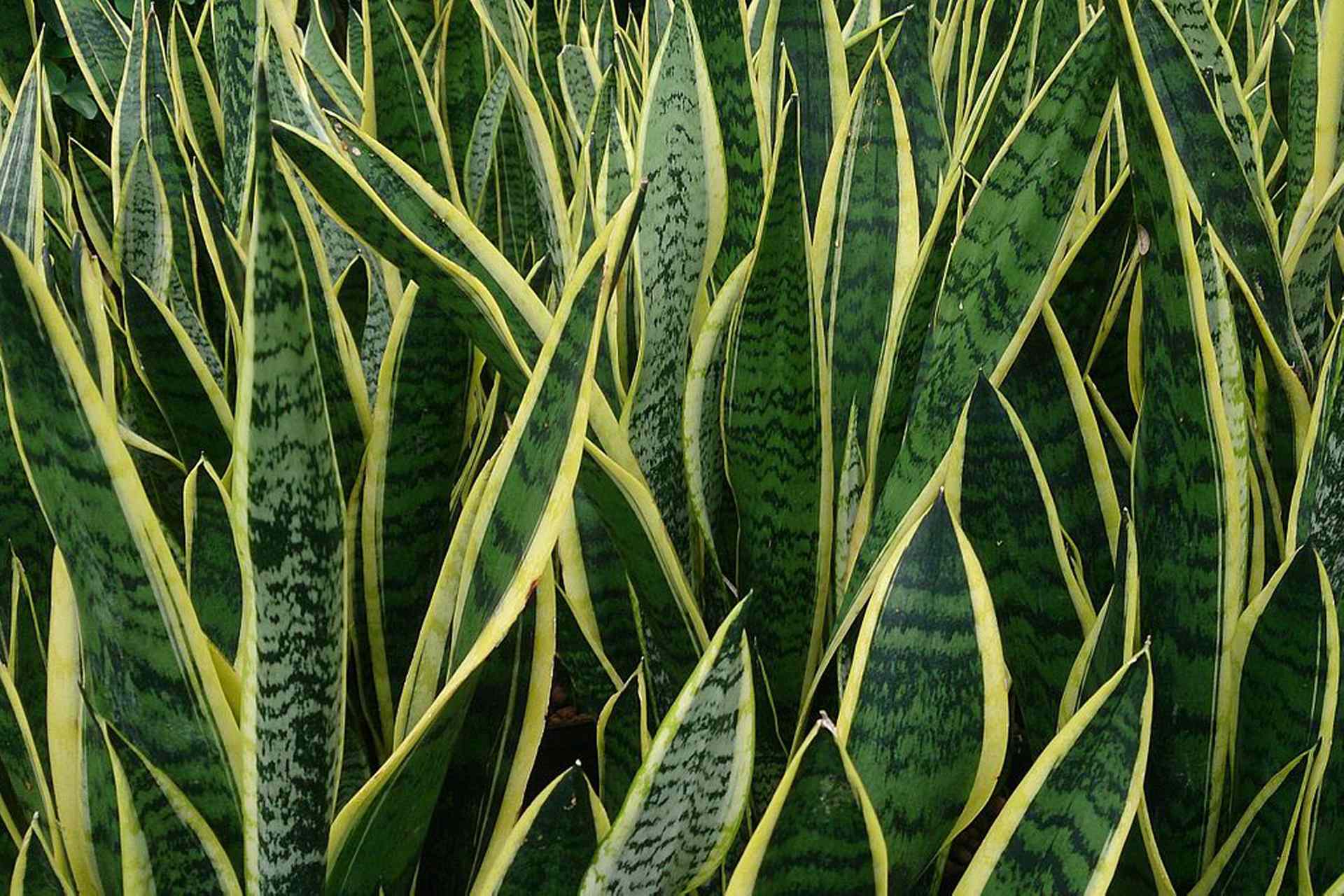 Mother-in-law's tongue, also called Snake plant