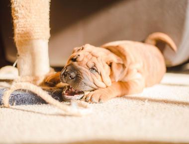 Puppy Biting Crate? Here's Why & How to Stop It