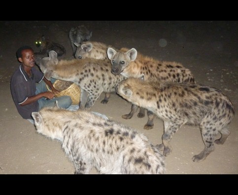 Ethiopia Hyenas 4