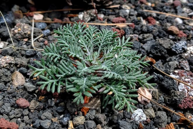A small plant grows among volcanic cinders and pine needles.