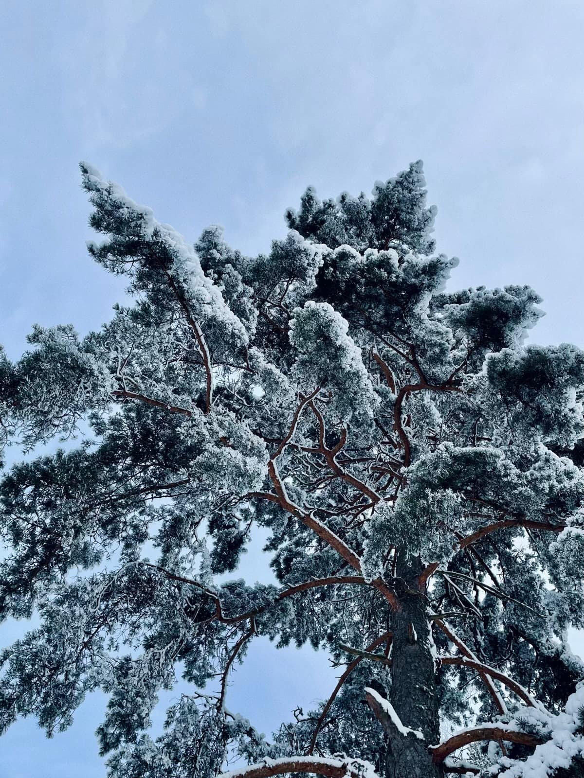 A pine tree dressed in snow. But, as the photo is shot from below, close to the tree trunk, some green is shown as well.