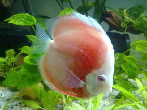 Before You Buy Discus Fish – 6 Easy Tips You’ll Want to Know