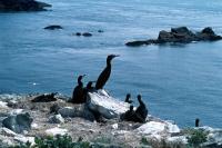 A small group of Cormorants on the Cliffside