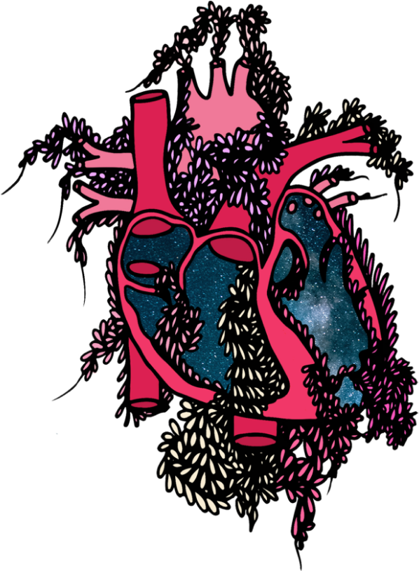 Cardiovascular Health - Heart