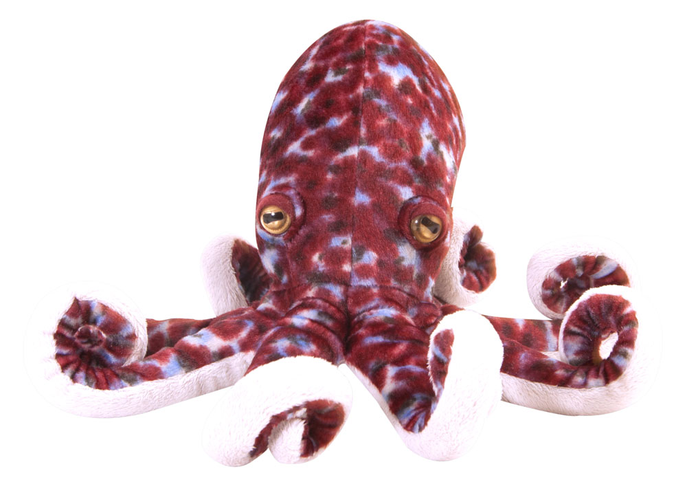 The Petting Zoo: Pacific Octopus