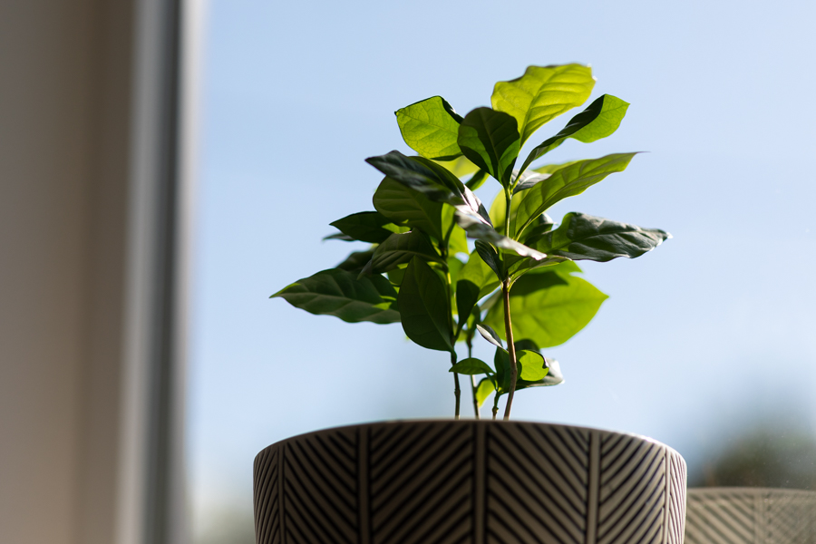 Coffee plant leaves