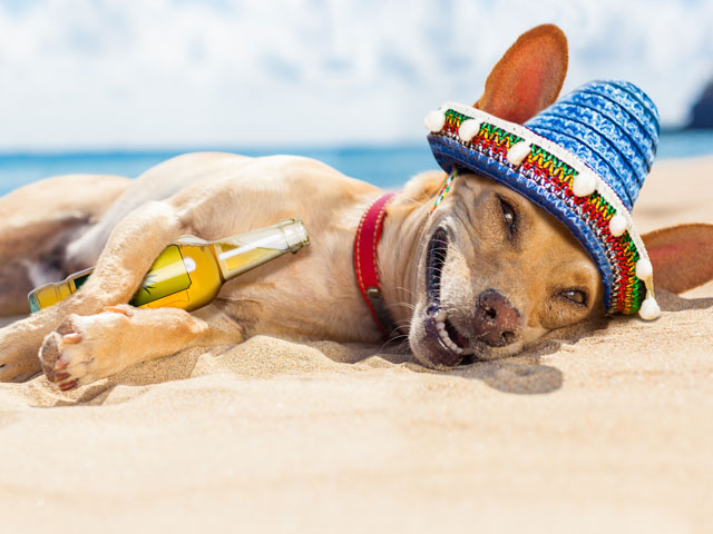 A dog named beer lying on the beach with a beer in its paws
