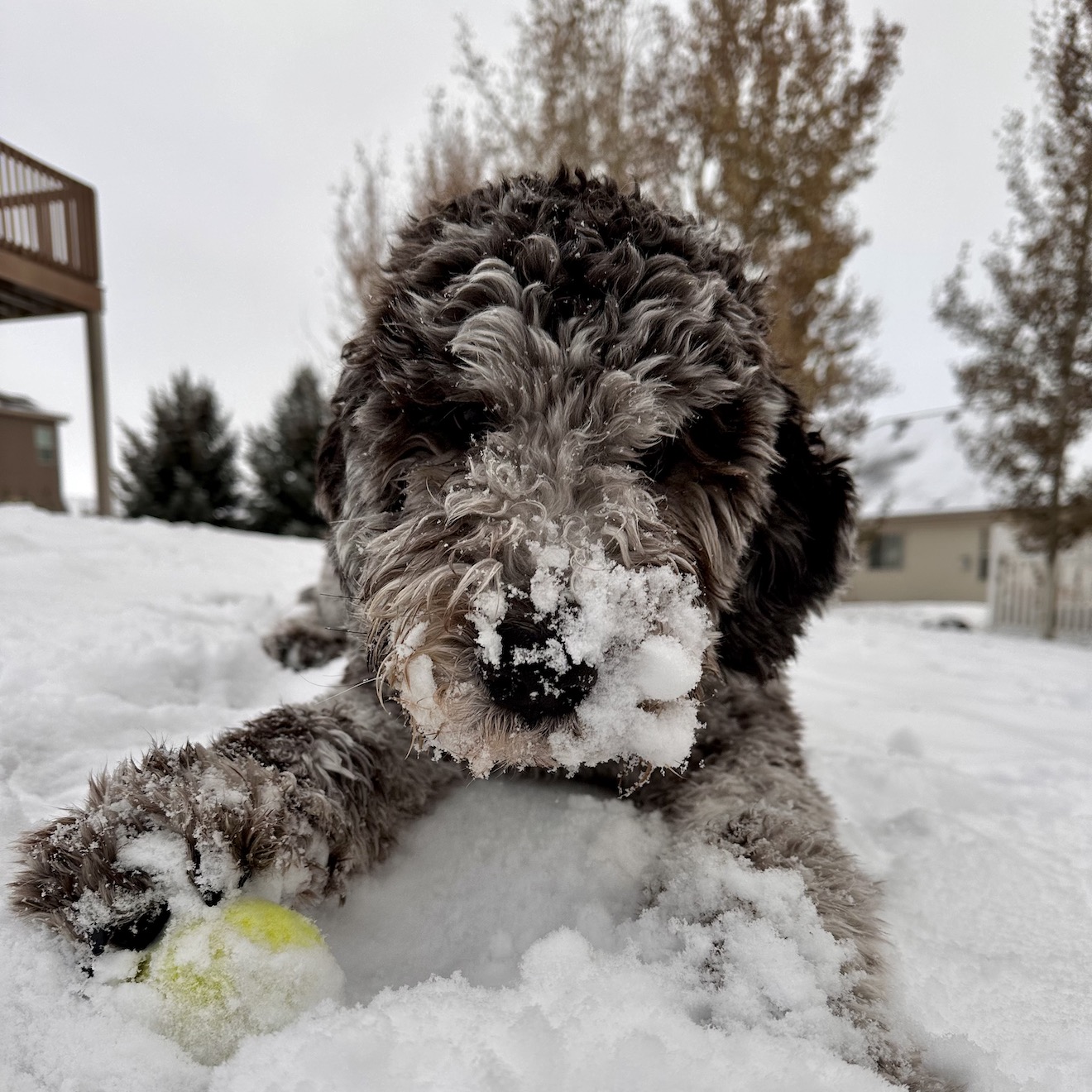 A photograph of my dog Dutch face down in the snow with his paw partially covering his tennis ball and his snout covered in fresh snow