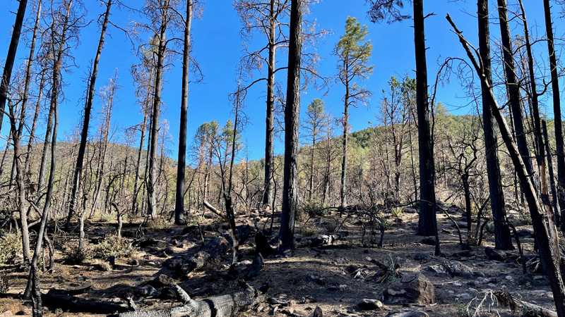 Trees burnt by the Tadpole fire