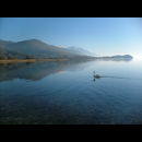 Ohrid Swans 3
